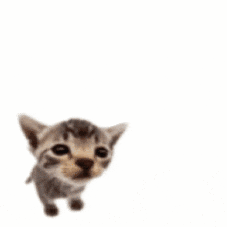 kitten thinking of eating a burger